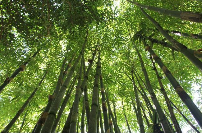 Arti mimpi memanjat pohon © 2022 berbagai sumber