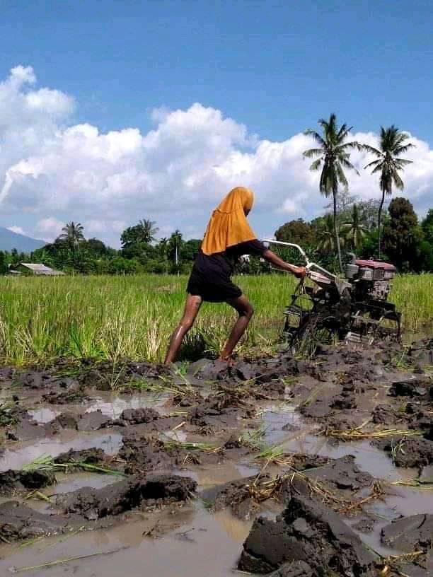 penampakan nyeleneh di sawah © berbagai sumber
