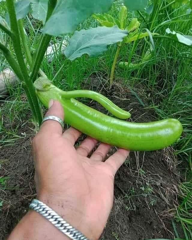 15 Sayuran ini bentuknya antimainstream, bikin heran lihatnya