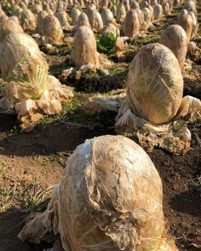 15 Sayuran ini bentuknya antimainstream, bikin heran lihatnya