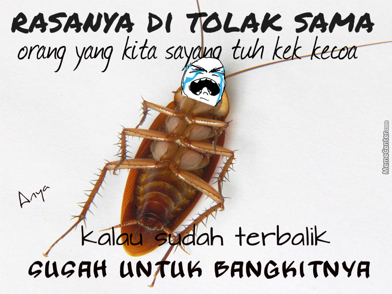 Meme kocak saat ketemu kecoak Berbagai sumber