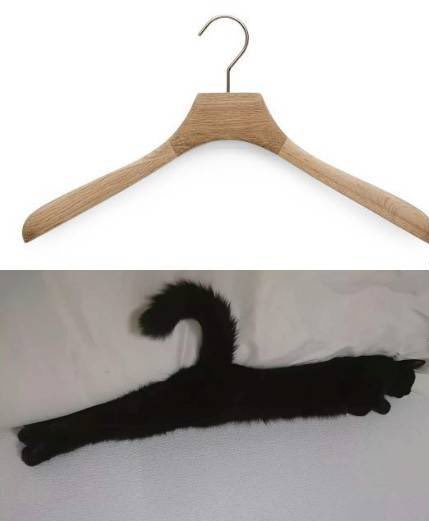 kucing kayak benda sehari-hari deh © berbagai sumber