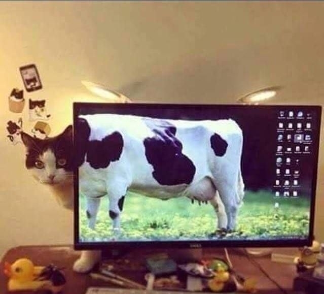 kucing kayak benda sehari-hari deh © berbagai sumber