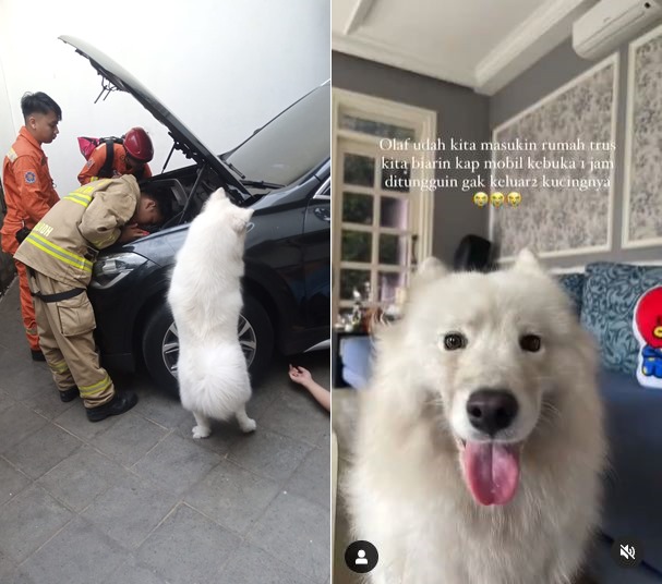 damkar dan olaf selamatkan kucing © berbagai sumber