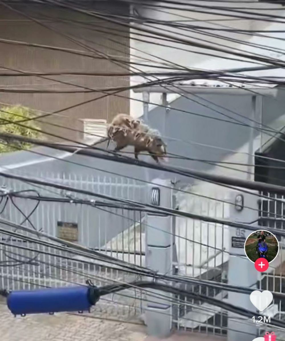 Momen kelakuan tikus di rumah Berbagai sumber Momen kelakuan tikus di rumah Berbagai sumber