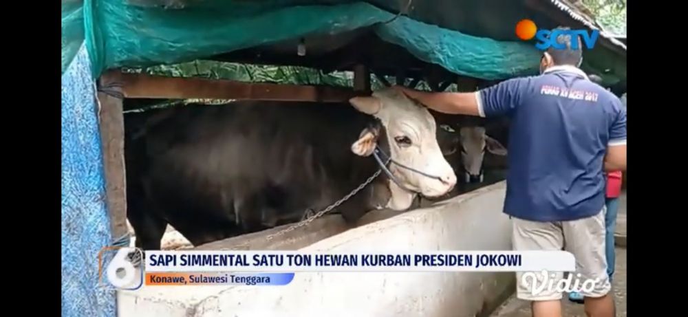 Potret 5 sapi kurban Jokowi 2022, ada yang dibeli dari anak yatim