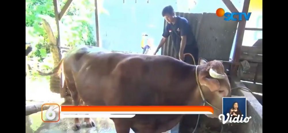 Potret 5 sapi kurban Jokowi 2022, ada yang dibeli dari anak yatim