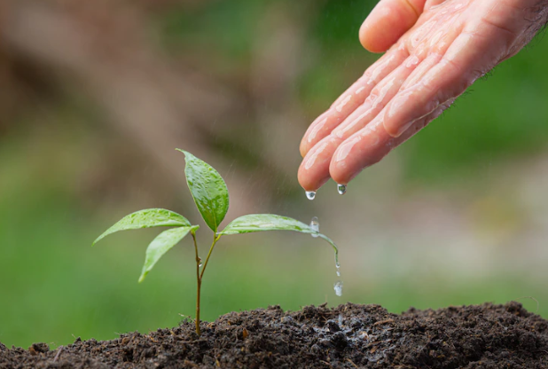 Arti mimpi buah rambutan © 2022 berbagai sumber Arti mimpi buah rambutan © 2022 berbagai sumber