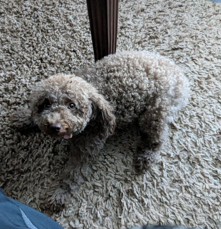 Potret hewan jago berkamuflase brightside.me