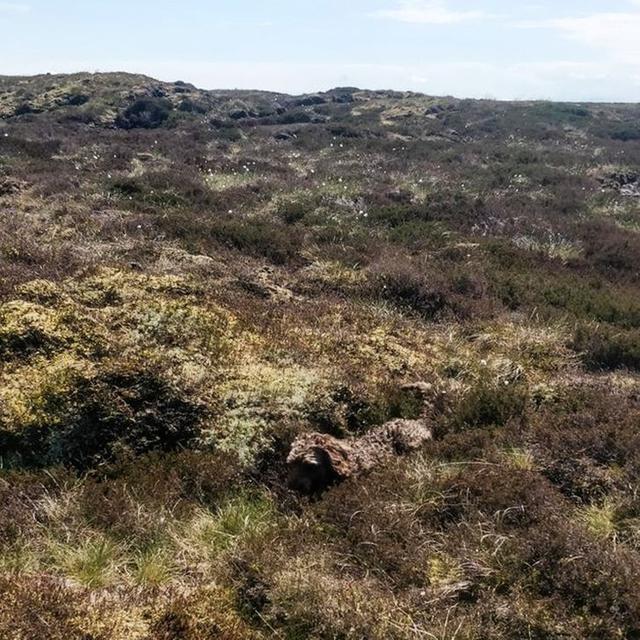 Potret hewan jago berkamuflase brightside.me