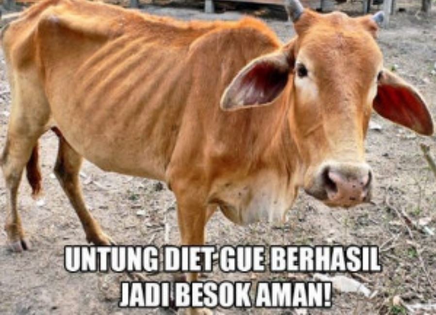 Meme kocak perilaku hewan kurban Berbagai sumber Meme kocak perilaku hewan kurban Berbagai sumber