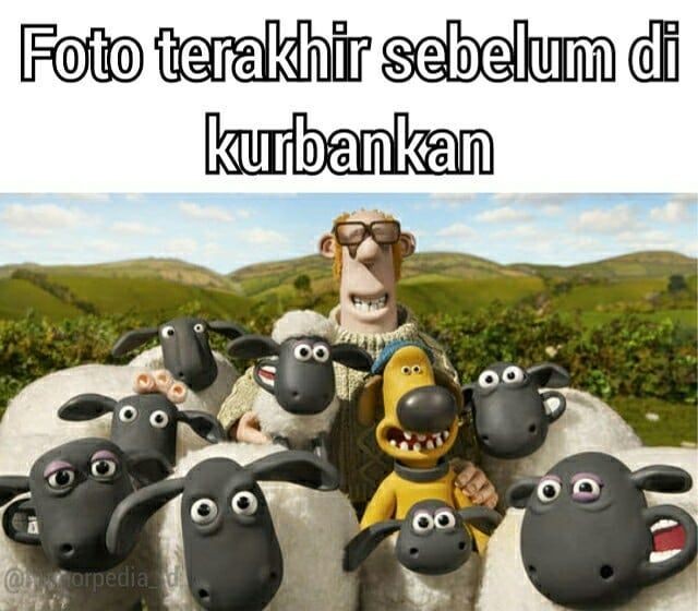 Meme kocak perilaku hewan kurban Berbagai sumber Meme kocak perilaku hewan kurban Berbagai sumber