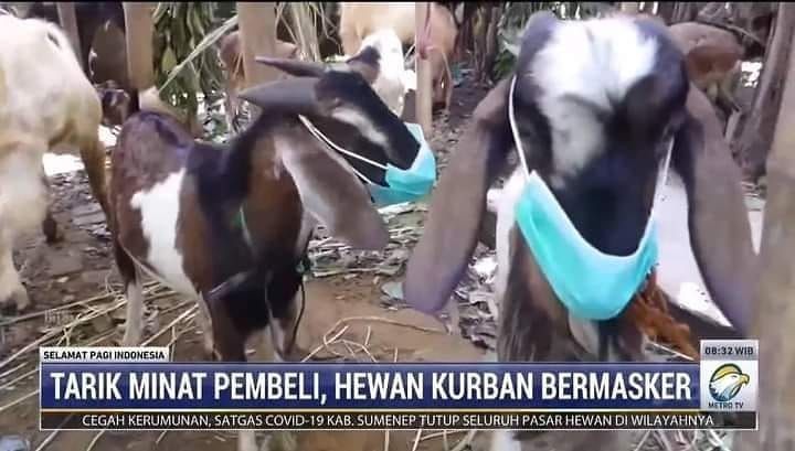Meme kocak perilaku hewan kurban Berbagai sumber Meme kocak perilaku hewan kurban Berbagai sumber