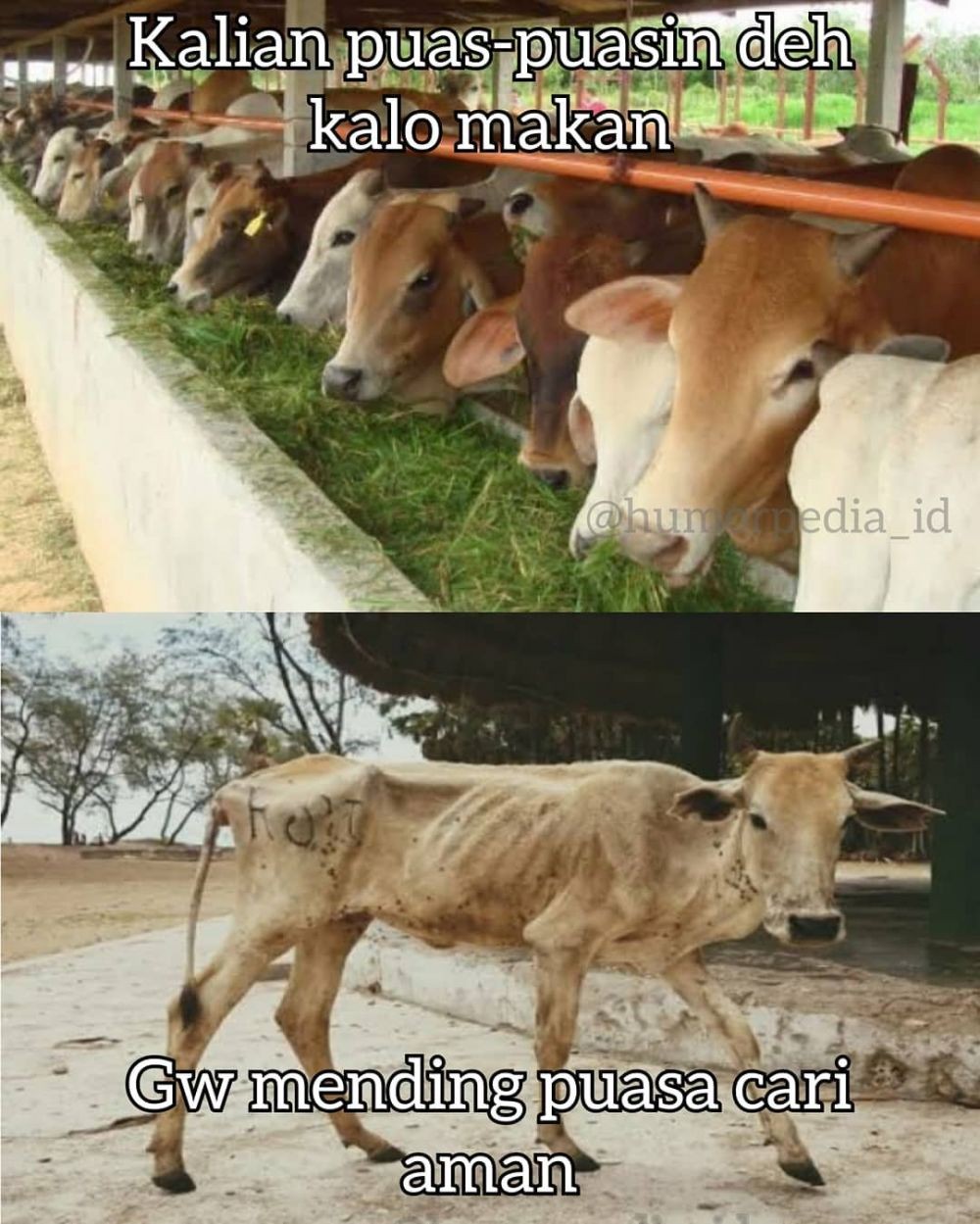 Meme kocak perilaku hewan kurban Berbagai sumber Meme kocak perilaku hewan kurban Berbagai sumber