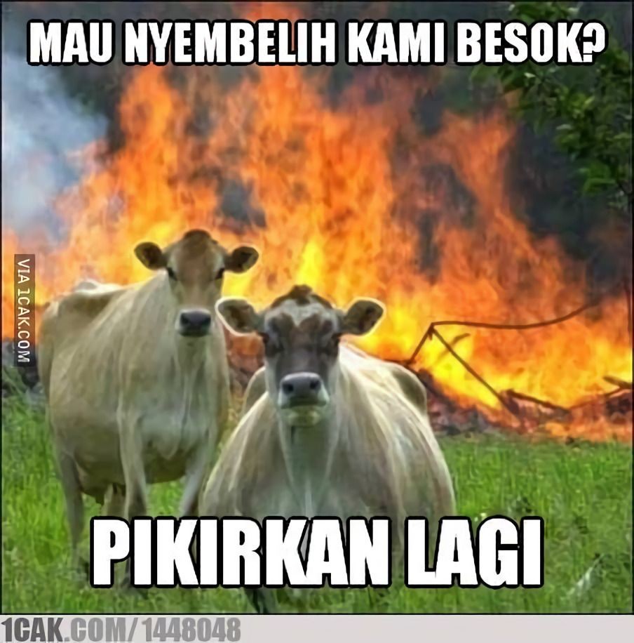 Meme kocak perilaku hewan kurban Berbagai sumber