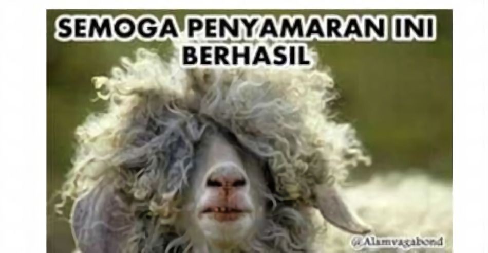 Meme kocak perilaku hewan kurban Berbagai sumber