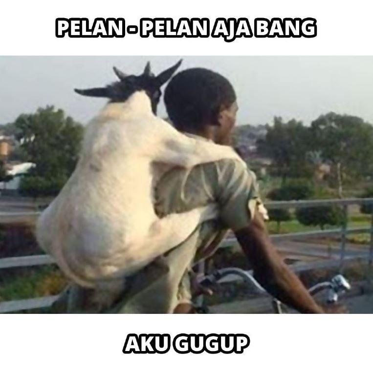 Meme kocak perilaku hewan kurban Berbagai sumber