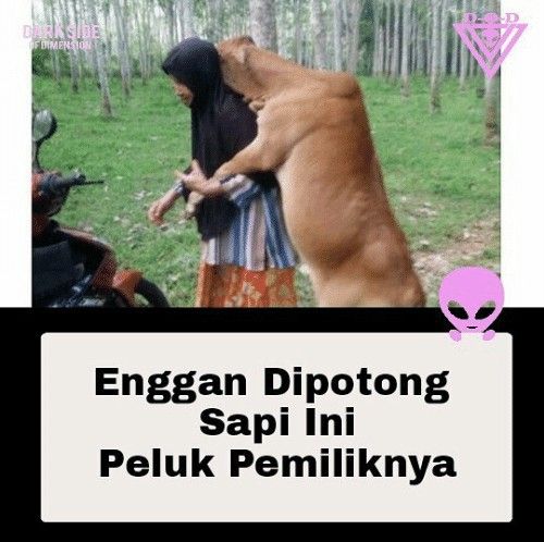 Meme kocak perilaku hewan kurban Berbagai sumber Meme kocak perilaku hewan kurban Berbagai sumber