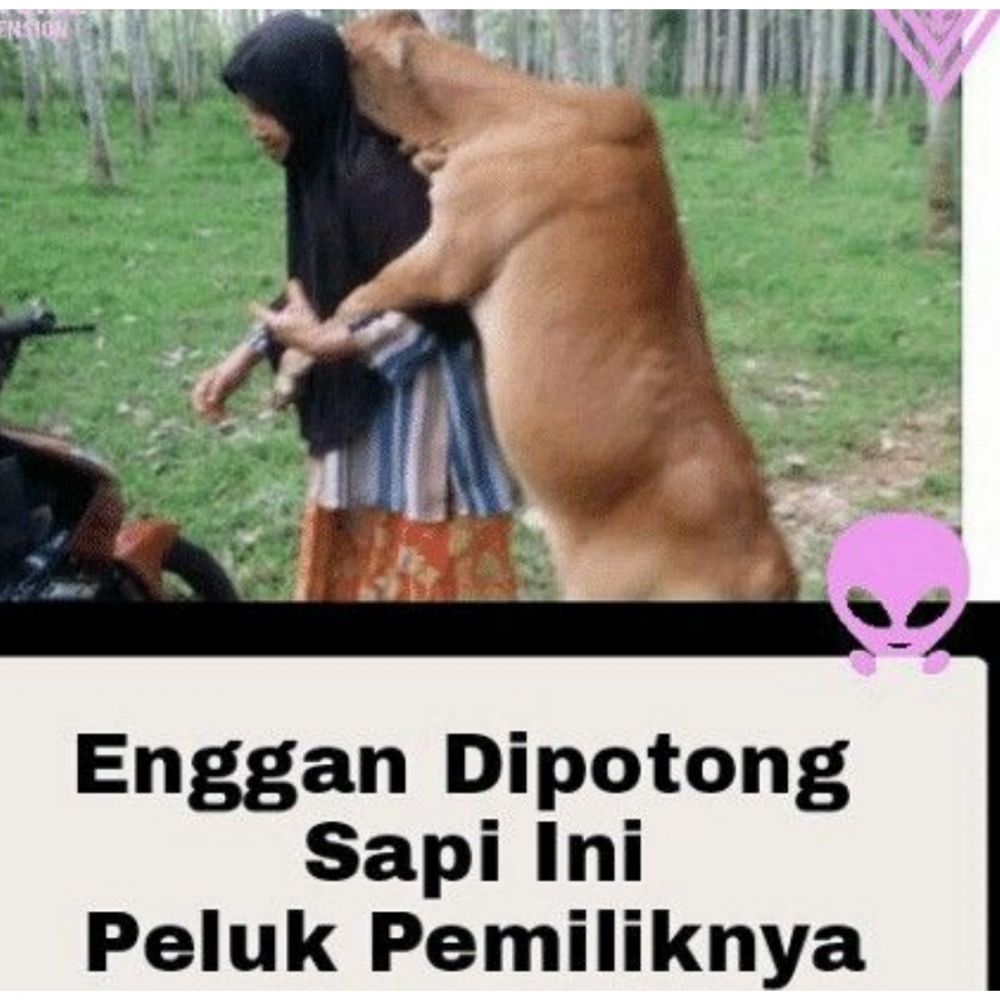 17 Meme kocak perilaku hewan kurban ini bikin kasihan sekaligus ngakak © 2022 brilio.net