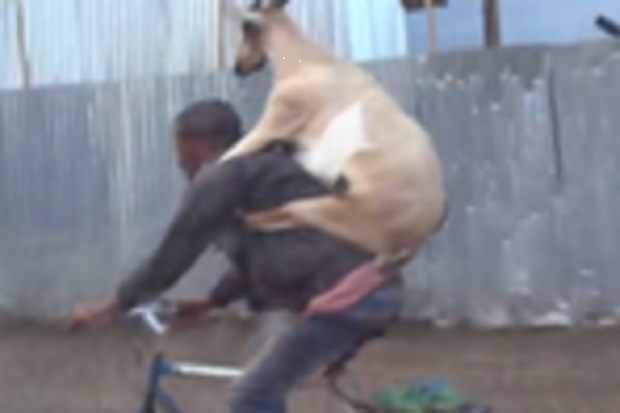 kambing kalau mau kurban lucu abis © berbagai sumber