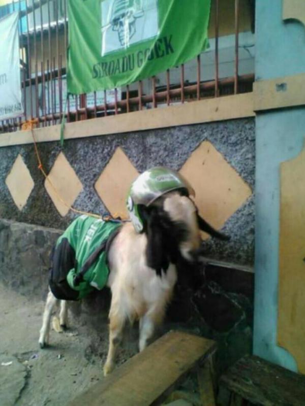 11 Tingkah lucu kambing kurban saat Idul Adha, kocak banget