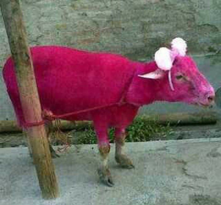 kambing kalau mau kurban lucu abis © berbagai sumber