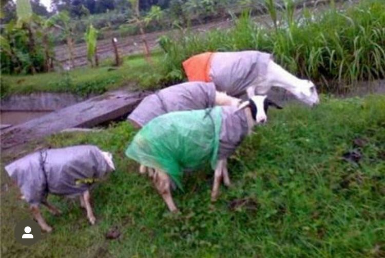 kambing kalau mau kurban lucu abis © berbagai sumber