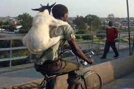 11 Tingkah lucu kambing kurban saat Idul Adha, kocak banget