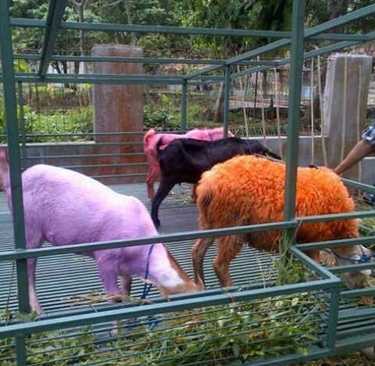 kambing kalau mau kurban lucu abis © berbagai sumber