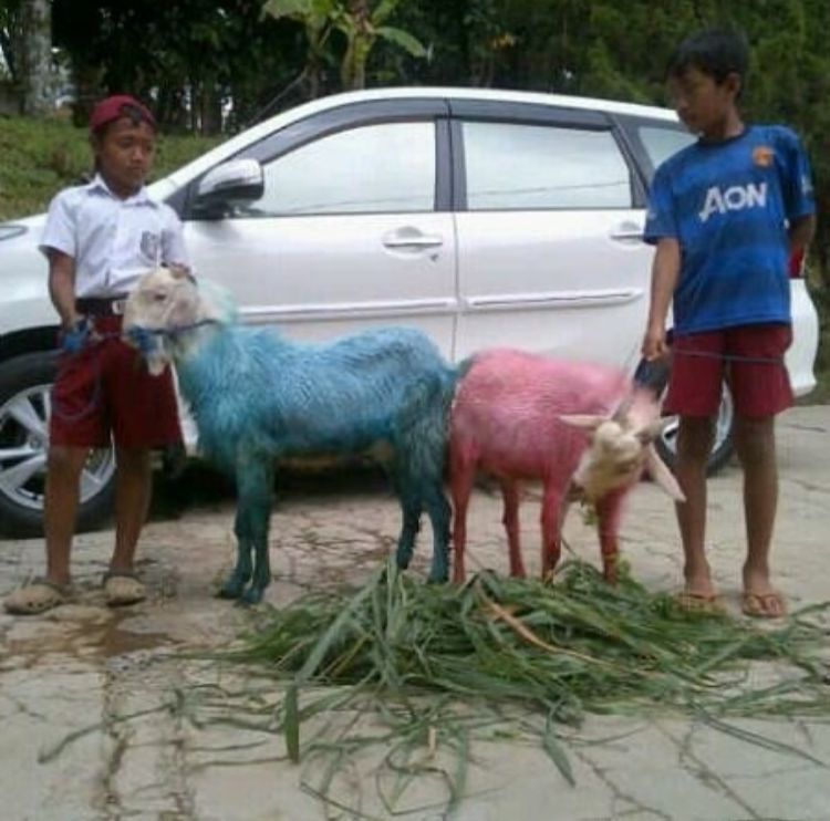 kambing kalau mau kurban lucu abis © berbagai sumber