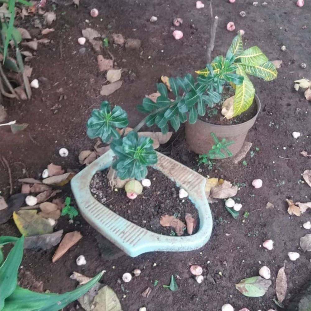 alih fungsi kloset jadi berbagai benda © berbagai sumber