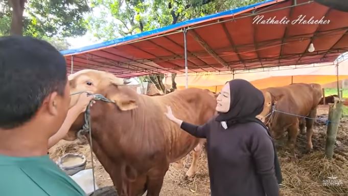 11 Momen Nathalie Holscher beli sapi © 2022 You Tube 