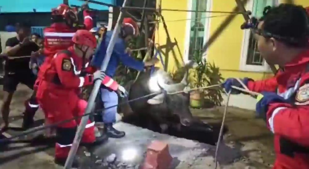 sapi kurban jatuh di gorong-gorong © Instagram/@daenginfo