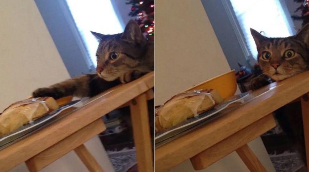 Momen apes nggak jadi makan karena ulah kucing © Instagram