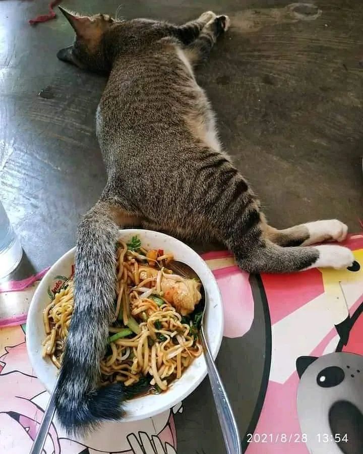 Momen apes nggak jadi makan karena ulah kucing © Instagram