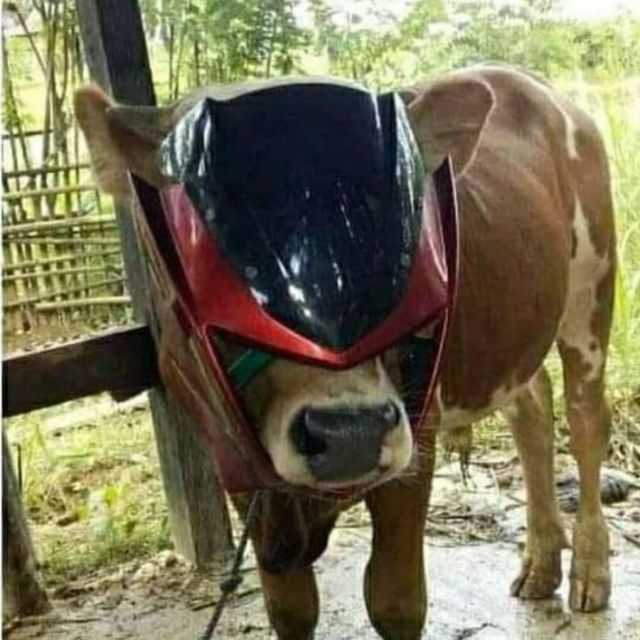 Editan foto hewan kurban Berbagai sumber