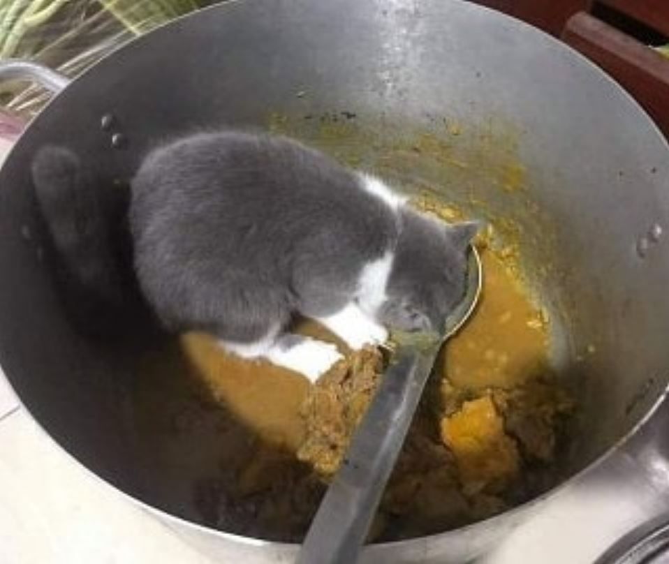 momen apes orang masak daging © berbagai sumber