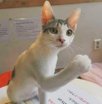 kucing pose macho © berbagai sumber