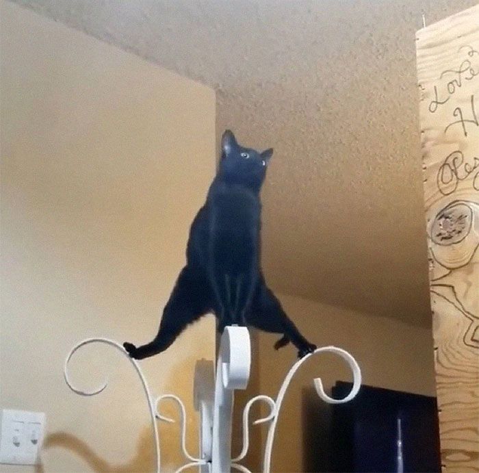 kucing pose macho © berbagai sumber