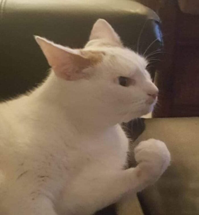 kucing pose macho © berbagai sumber