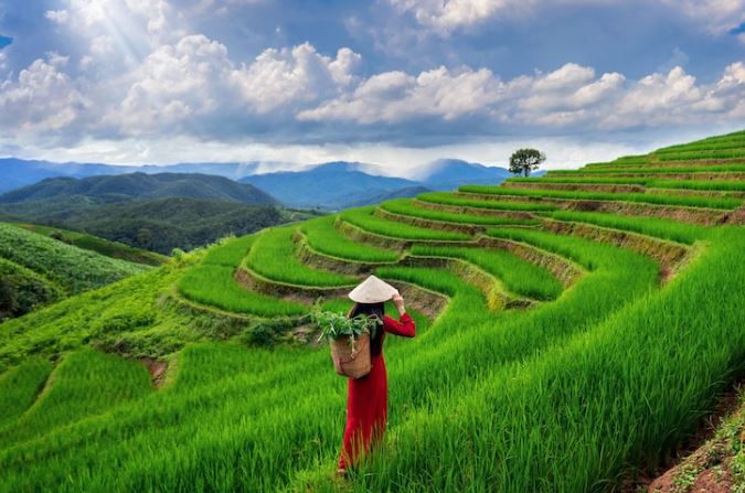 Arti mimpi seputar sawah © 2022 berbagai sumber