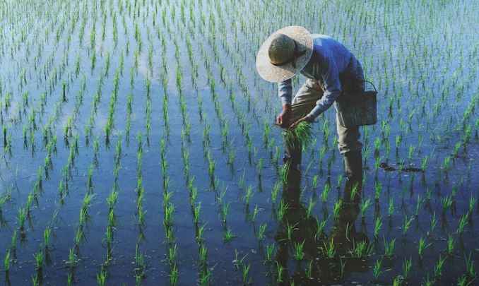 Arti mimpi seputar sawah © 2022 berbagai sumber