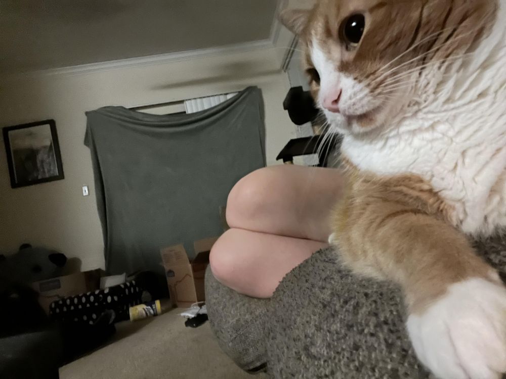 momen pas kucing dan manusia © berbagai sumber