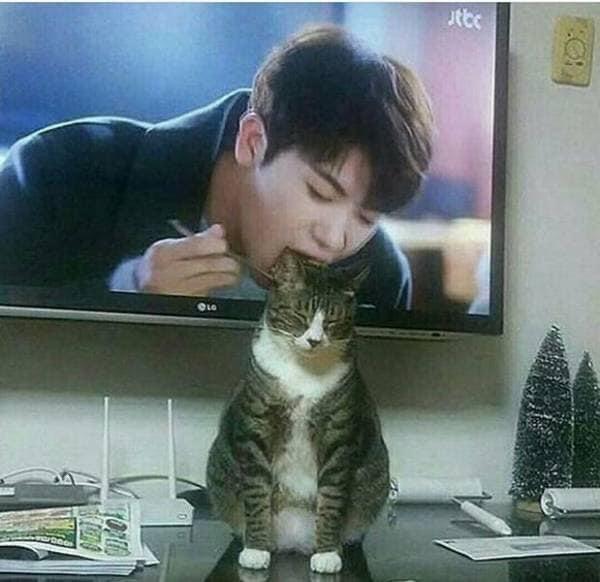 momen pas kucing dan manusia © berbagai sumber