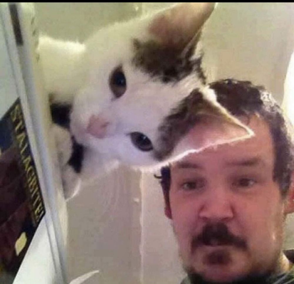 momen pas kucing dan manusia © berbagai sumber momen pas kucing dan manusia © berbagai sumber