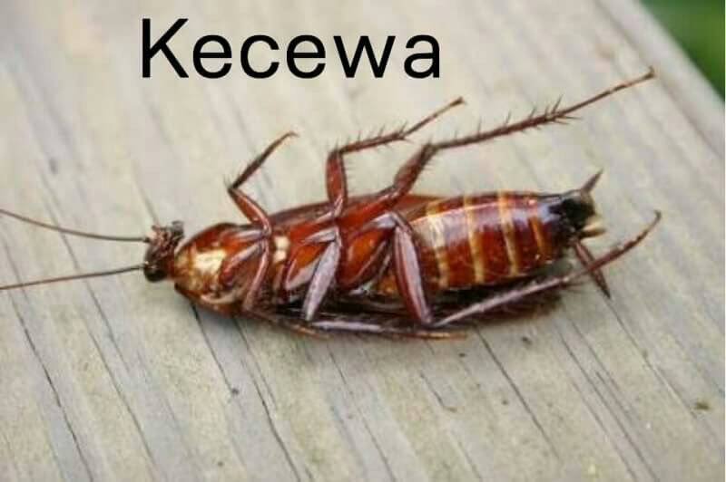 Meme pelesetan nama barang Berbagai sumber Meme pelesetan nama barang Berbagai sumber