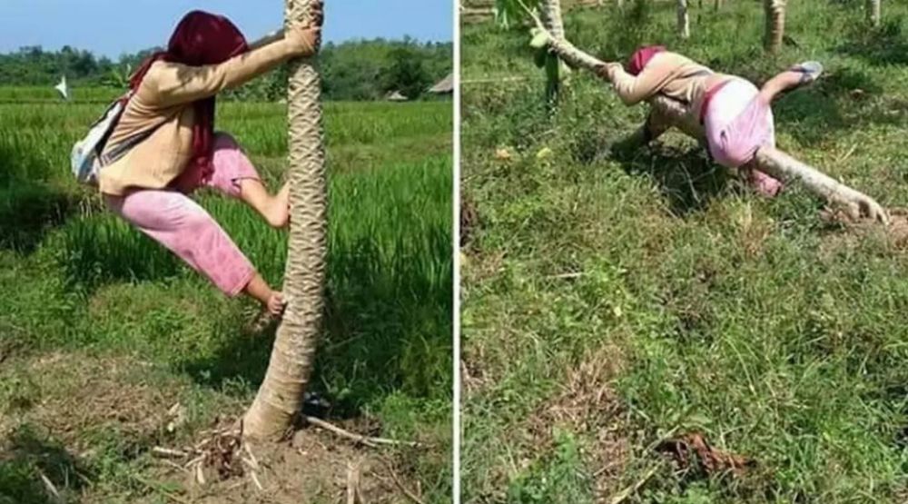 orang petik buah lucu aksinya © berbagai sumber