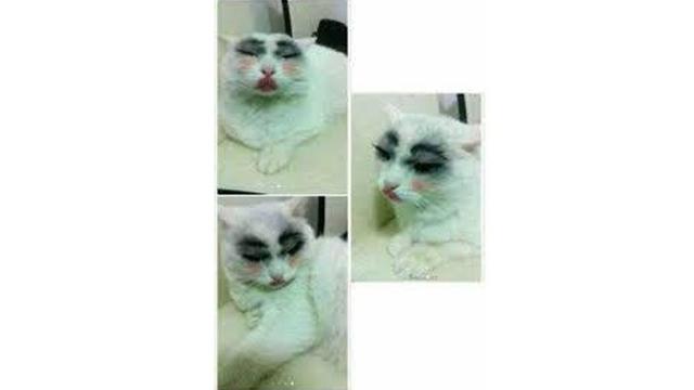 Momen menggemaskan kucing pakai makeup Berbagai sumber