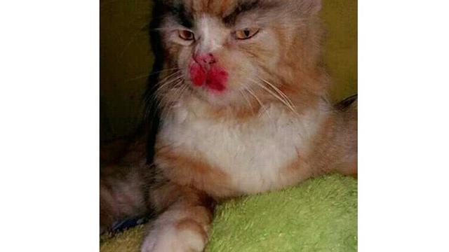 Momen menggemaskan kucing pakai makeup Berbagai sumber