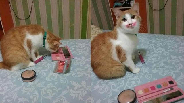 Momen menggemaskan kucing pakai makeup Berbagai sumber